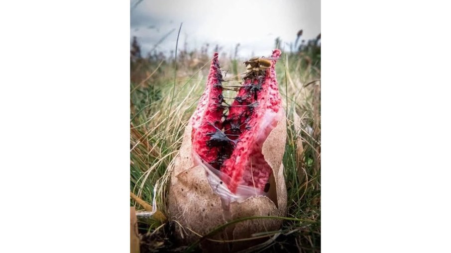 Clathrus archeri - Dedos do diabo