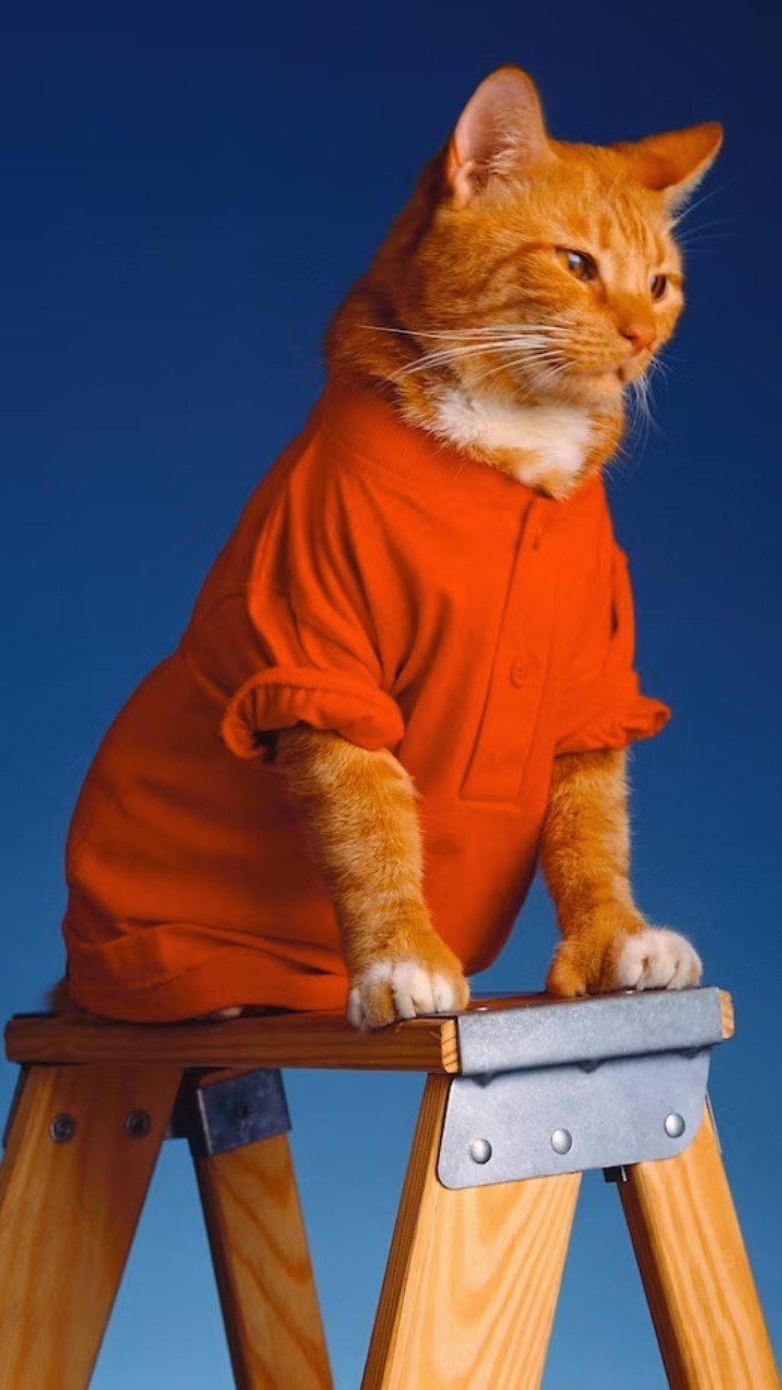 Quatro curiosidades sobre os gatos laranjas