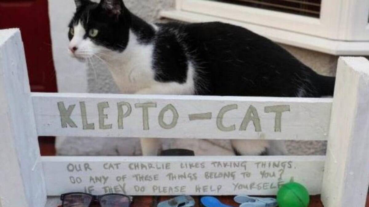 Charlie, o Clepto-Gato