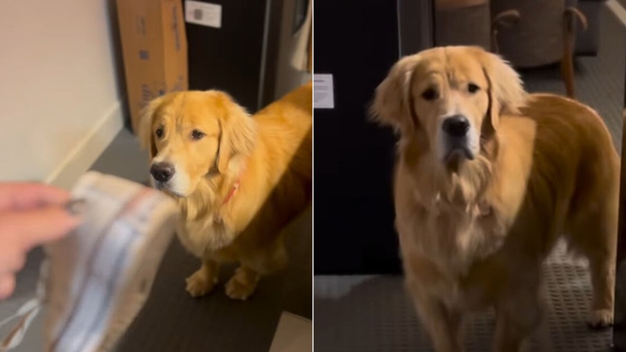 Golden retriever vira sucesso na web ao “roubar” sapatos de vizinhos Golden retriever vira sucesso na web ao “roubar” sapatos de vizinhos