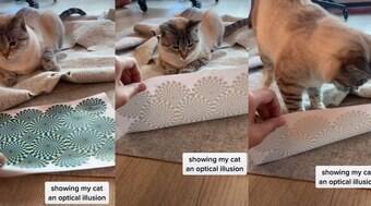 Reação de gato ao olhar para ilusão de ótica bomba nas redes