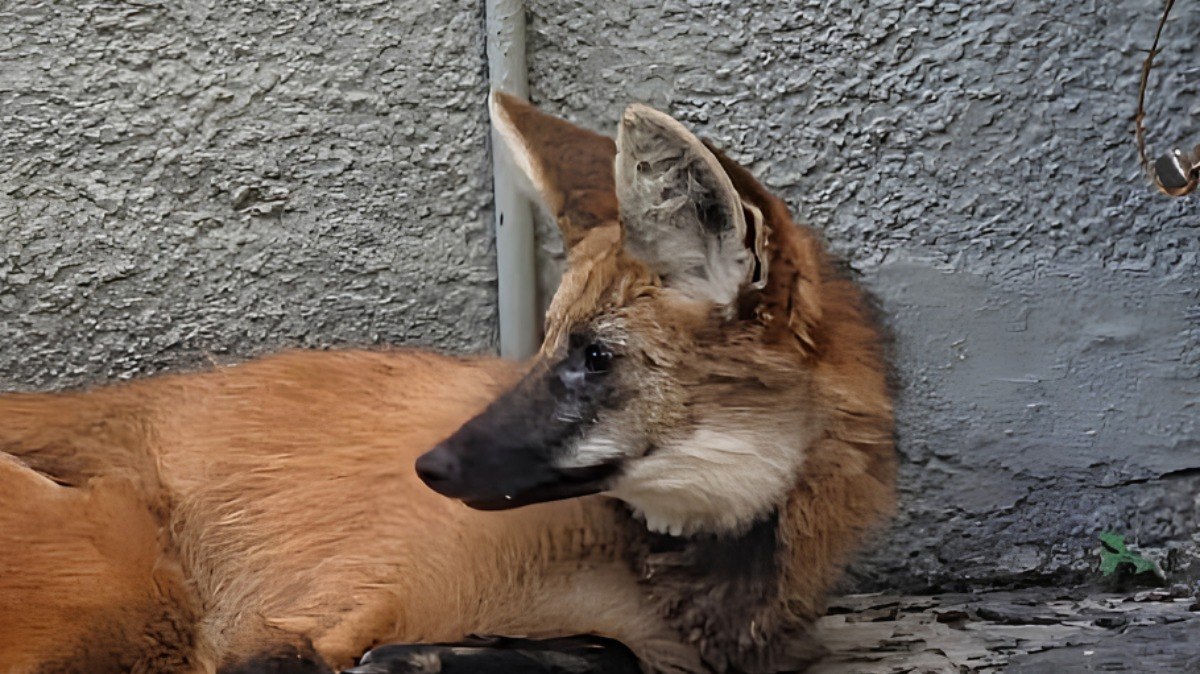 Alunos são surpreendidos com lobo-guará em escola