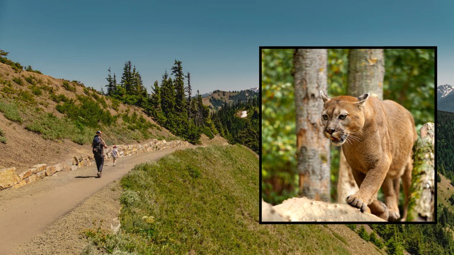 O ataque aconteceu no extenso Parque Nacional Olímpico, no estado de Washington