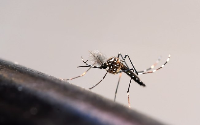 Quanto tempo vive o mosquito da dengue e quantos ovos ele pode colocar?
