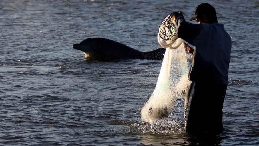 Pesca colaborativa entre botos e pescadores é passada de geração em geração há anos na região Pesca colaborativa entre botos e pescadores é passada de geração em geração há anos na região