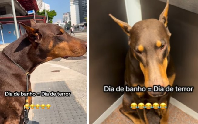 <div>Doberman treme ao ouvir a palavra "banho"</div> B68i6xq7p8ktaebeip3skvh0v