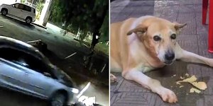 Morre cachorra comunitária atropelada no Paraná