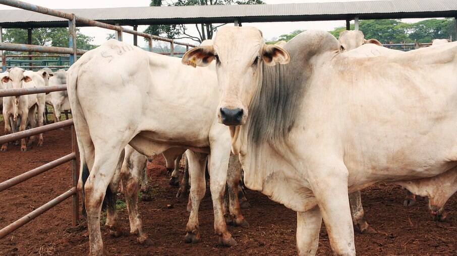 Ministério da Agricultura confirmou casos de vaca louca neste sábado (4)