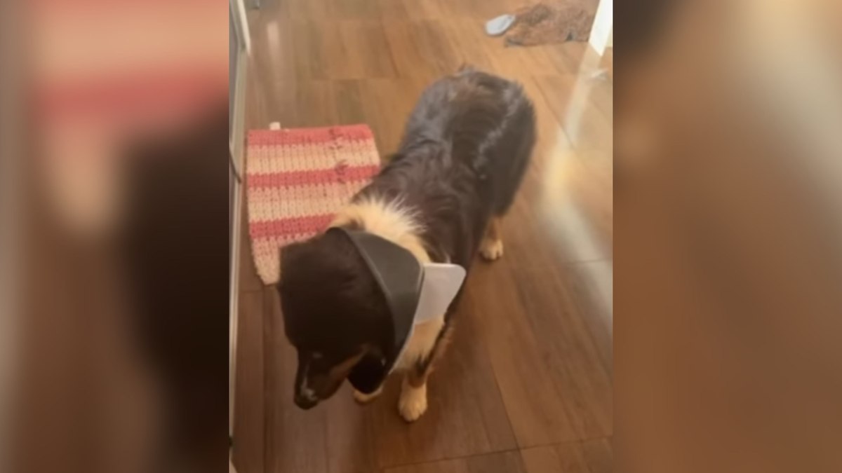 Cachorro 'Inocente' é Flagrado em Tentativa Hilária de Disfarçar Bagunça