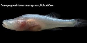Peixe-demônio: cientista descobre nova espécie sem olhos