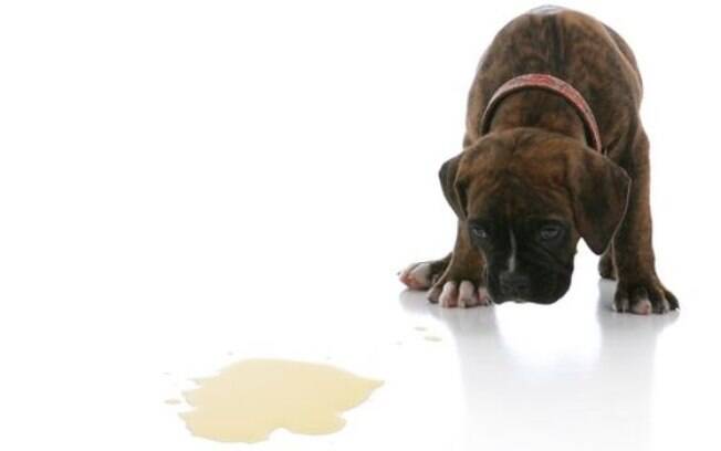 Cachorros podem ter incontinência urinária; saiba o que fazer