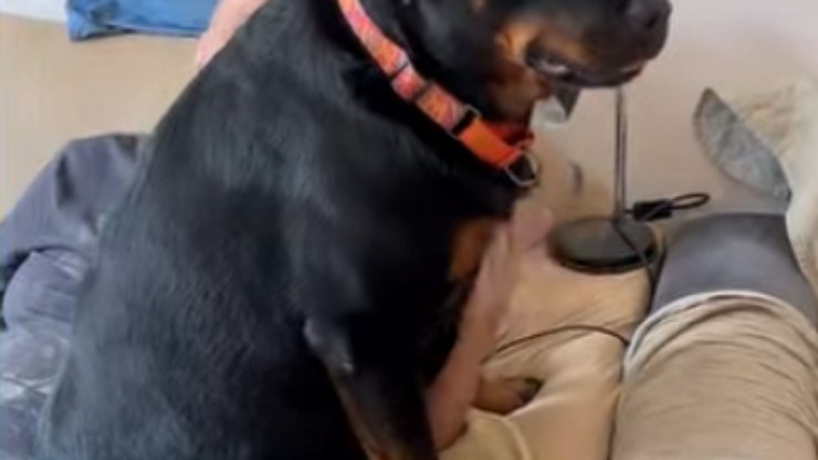 Rottweiler de 47 kg viraliza ao se aconchegar no colo do vovô