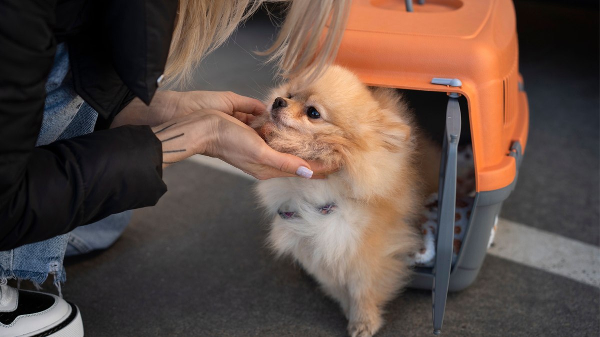 sedar pets é a melhor forma de reduzir o estresse?