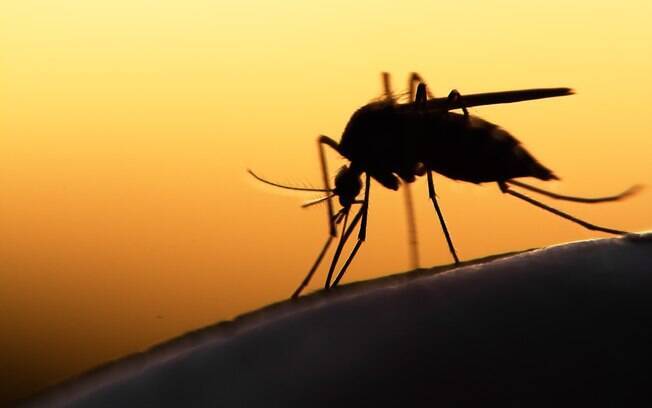 Atualmente, apenas os mosquitos silvestres Haemagogus e Sabethes transmitem o vírus da febre amarela no Brasil
