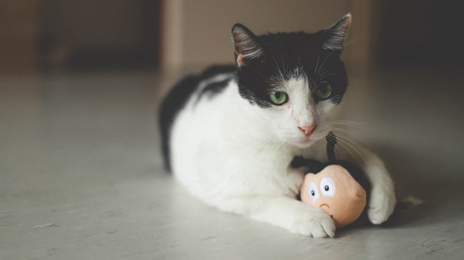 O formato dos brinquedos não é tão relevante, tudo depende da personalidade do felino