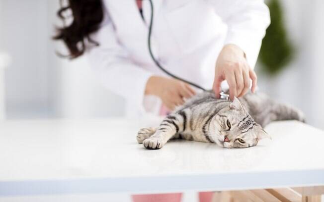 Para fazer o diagnóstico, diversos exames e testes são pedidos pelo veterinário