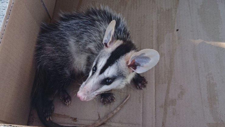 GAPA resgata gambá ferido em Vinhedo