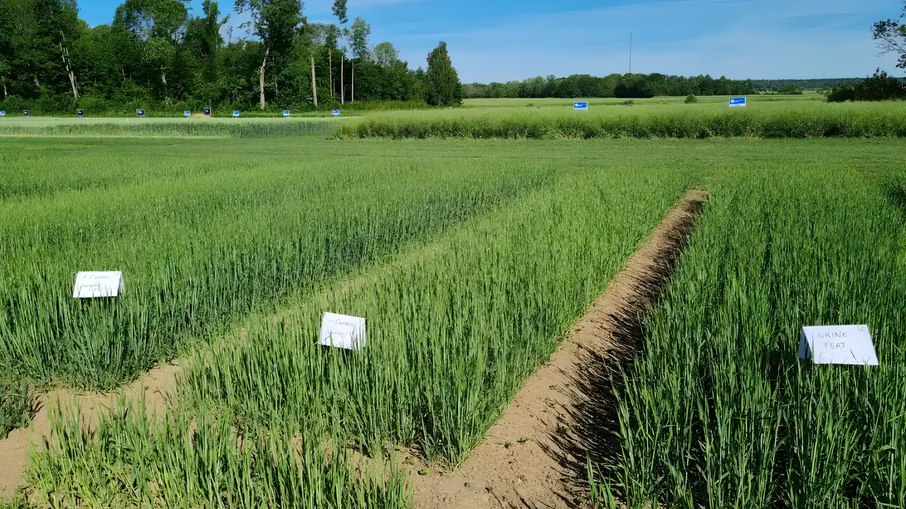 Lavoura sueca foi adubada com Granurin, fertilizante produzido através da urina