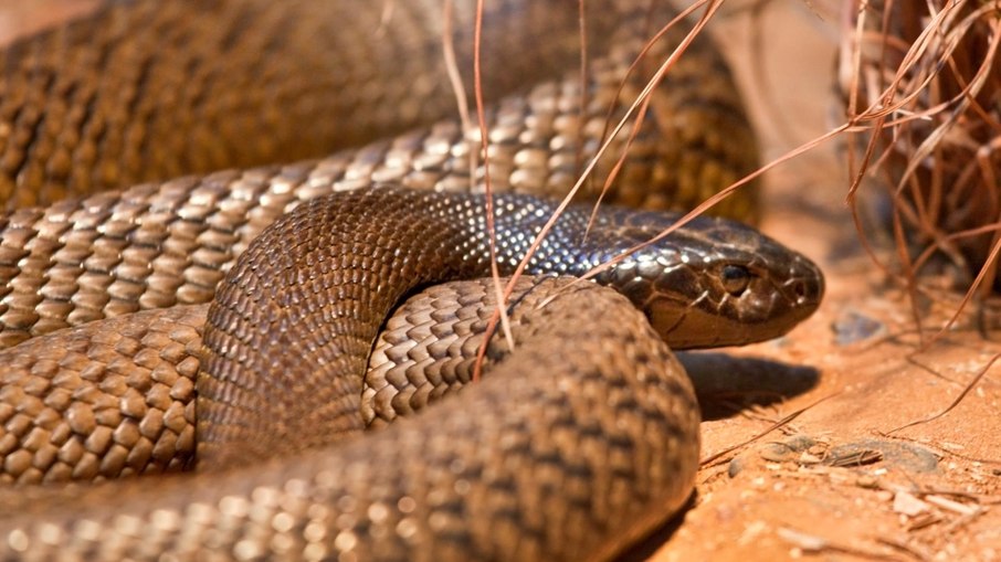 Taipan-do-Interior, da Austrália, é considerada a cobra mais letal para o ser humano