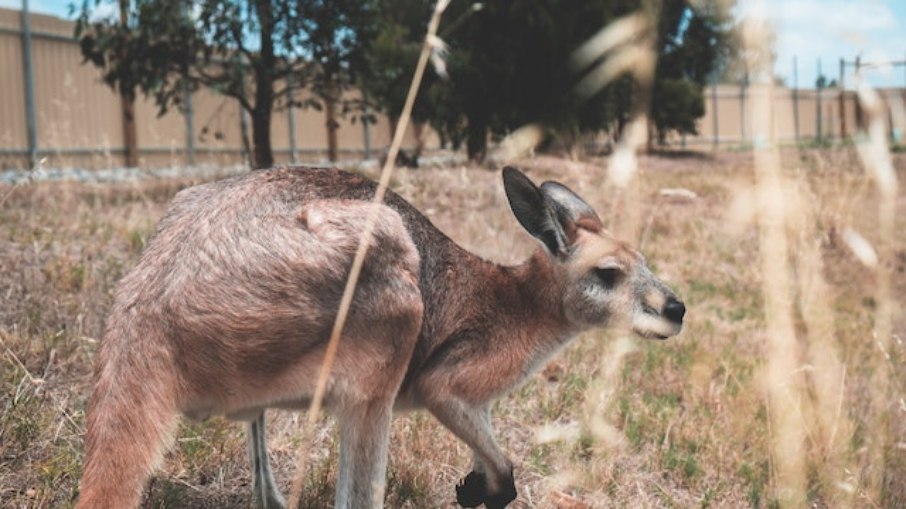 Canguru mata homem de 77 anos na Austrália