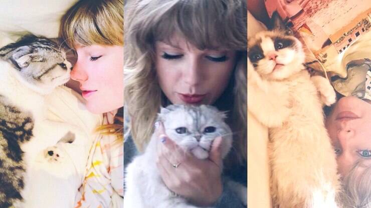 Meredith, Olivia e Benjamin: qual gato da Taylor Swift você seria? Faça o  quiz! - Purebreak