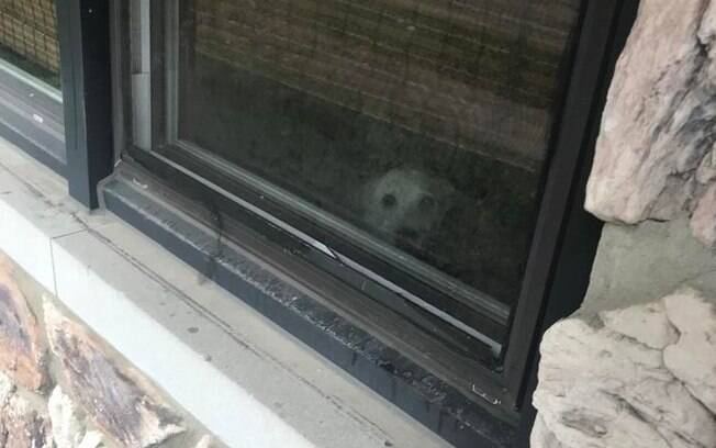 O cachorro esperava seu dono todos os dias na janela