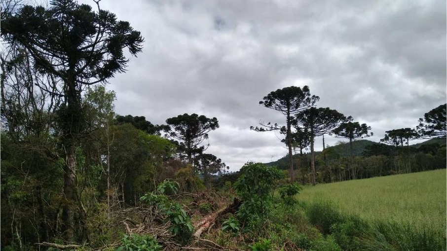 Multas por desmatamento na Amazônia aumentam 219% no 1º trimestre
