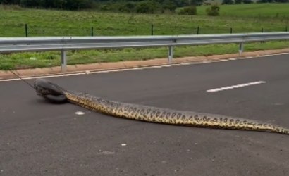 Vídeo mostra resgate inadequado de sucuri em estrada
