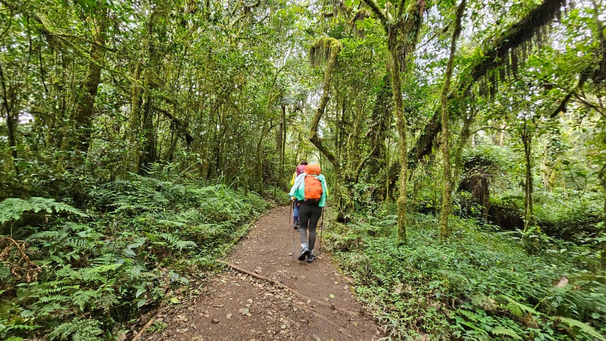 Florestas no primeiro dia de ascensão ao Kilimanjaro