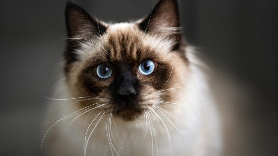 Estudo revela como pandemia mudou o comportamento dos gatos no Brasil