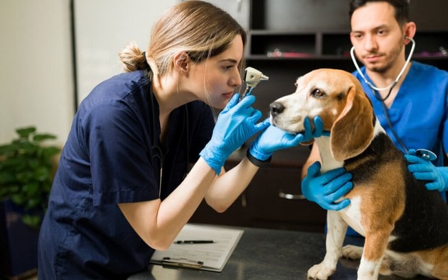 Cinomose canina: conheça as causas, os sintomas e os tratamentos