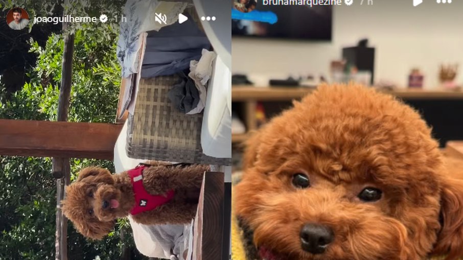 João Guilherme e Bruna Marquezine postam foto de pet João Guilherme e Bruna Marquezine postam foto de pet