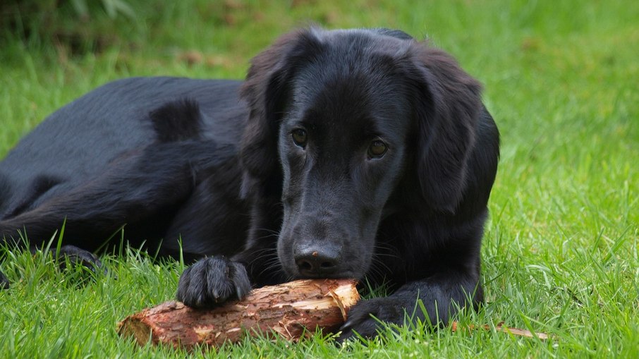 Flat-coated Retriever demora mais tempo que outras raças para amadurecer