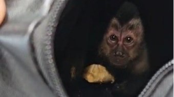 Casal%20%C3%A9%20preso%20ao%20capturar%20%20macaco-prego%20no%20RJ