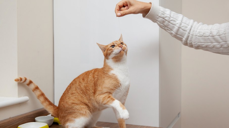 Cauda do gato: o que os movimentos revelam sobre as emoções Cauda do gato: o que os movimentos revelam sobre as emoções