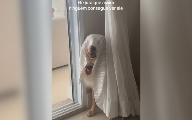 Golden aposta em esconderijo e acredita estar invisível B8wijzromgjcso2ty1plwv2d8