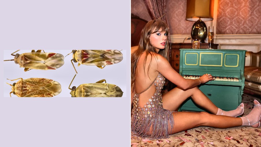 Taylor Swift deu nome a uma nova espécie de percevejo Taylor Swift deu nome a uma nova espécie de percevejo