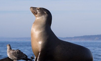 Aumento de algas tóxicas no oceano ameaça vida marinha nos EUA