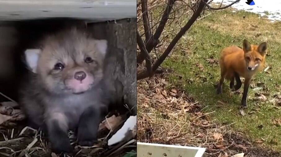 Sete filhotes de raposa são resgatados e devolvidos para a mãe