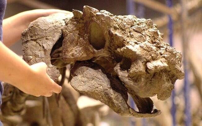 Após estudos, dinossauro 'blindado' teve fóssil montado e pode receber visitas em museu norte-americano