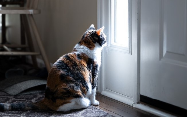 Prender o gato em casa faz mal para ele? Saiba o que dizem os especialistas