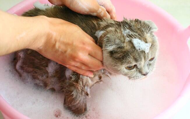 Na hora de dar banho em gatos, evite que caia água em suas orelhas, nariz e olhos. 