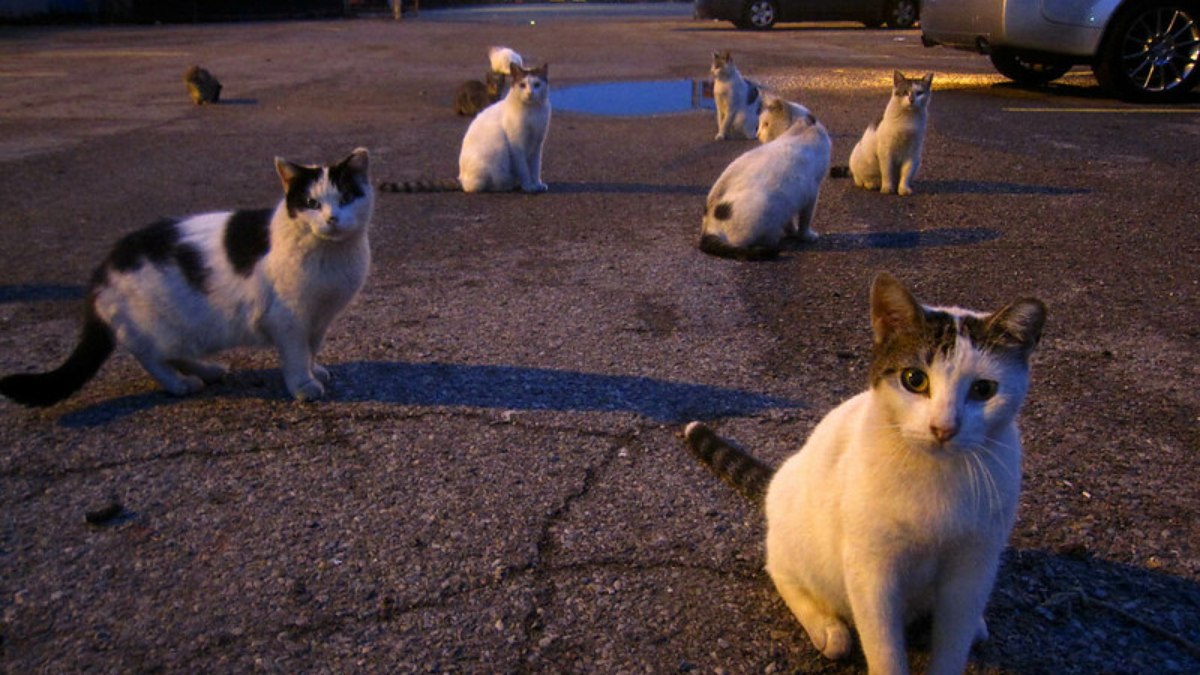 Stray está ajudando a salvar a vida de vários gatinhos