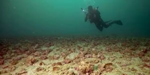 RJ: algas cor-de-rosa são descobertas no fundo do mar de Ipanema