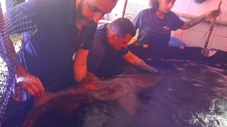 Tubarão ferido é resgatado e segue para reabilitação em Ubatuba