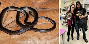 Espécie de cobra é nomeada em homenagem a Slash, do Guns n' Roses