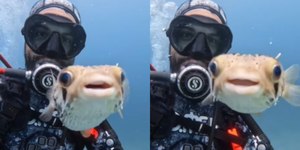 Baiacu-de-espinho viraliza ao 'posar' para selfie com mergulhador