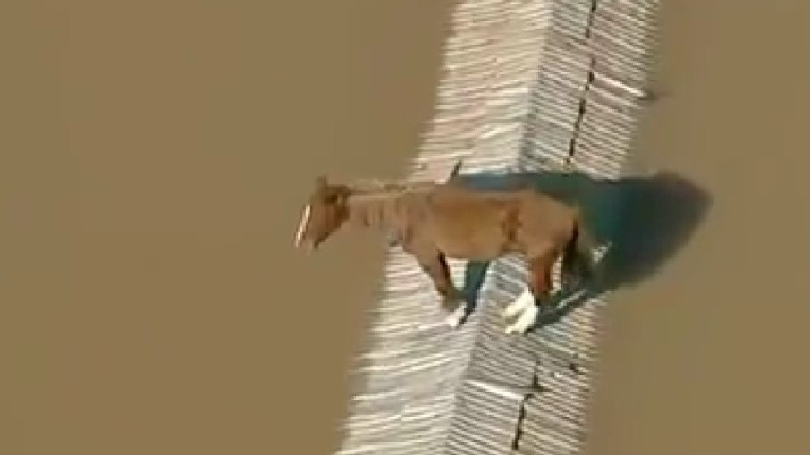 Cavalo ilhado em telhado de casa em Canoas (RS)