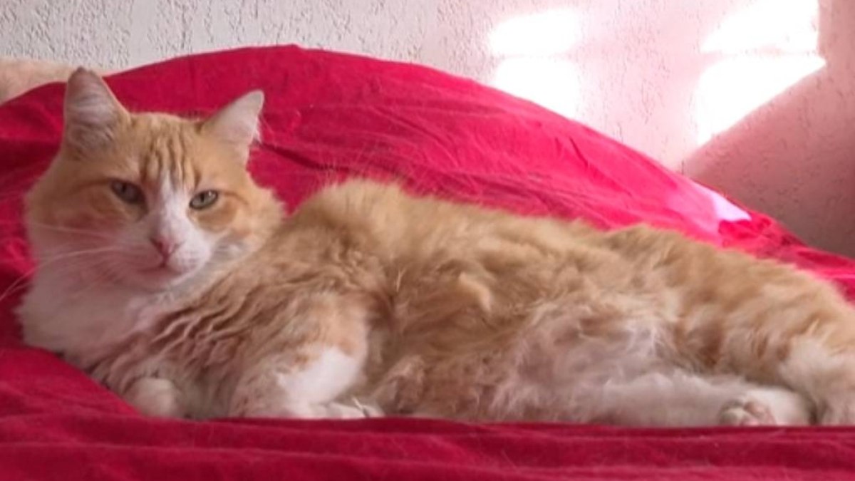 Após briga de vizinhos, gato é colocado em 'prisão domiciliar' Após briga de vizinhos, gato é colocado em 'prisão domiciliar'