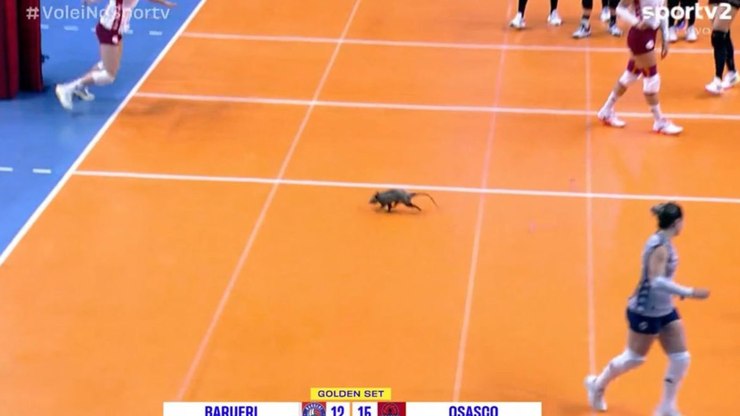 Gambá invade quadra e jogo termina com Barueri na final